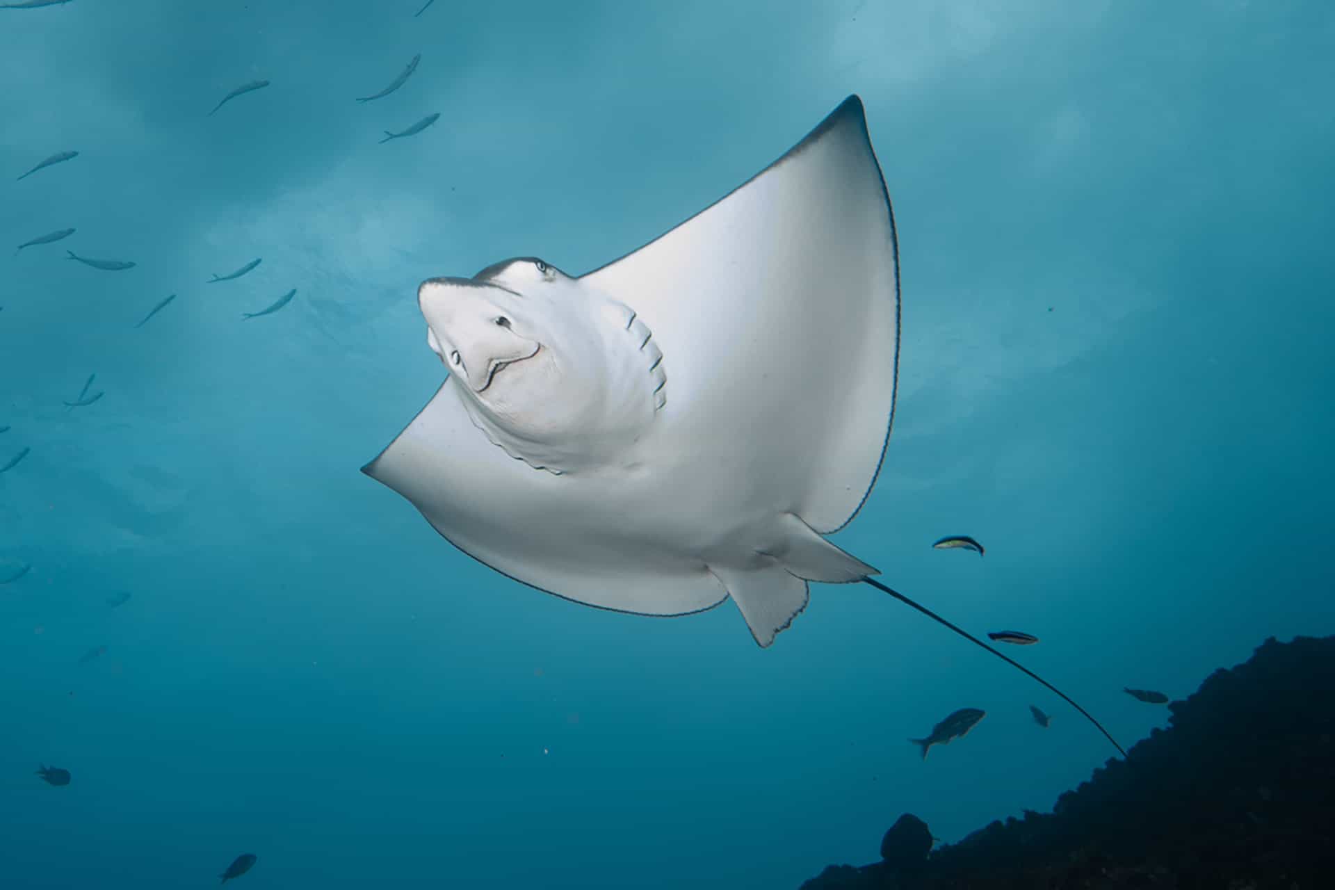 Spotted eagle ray