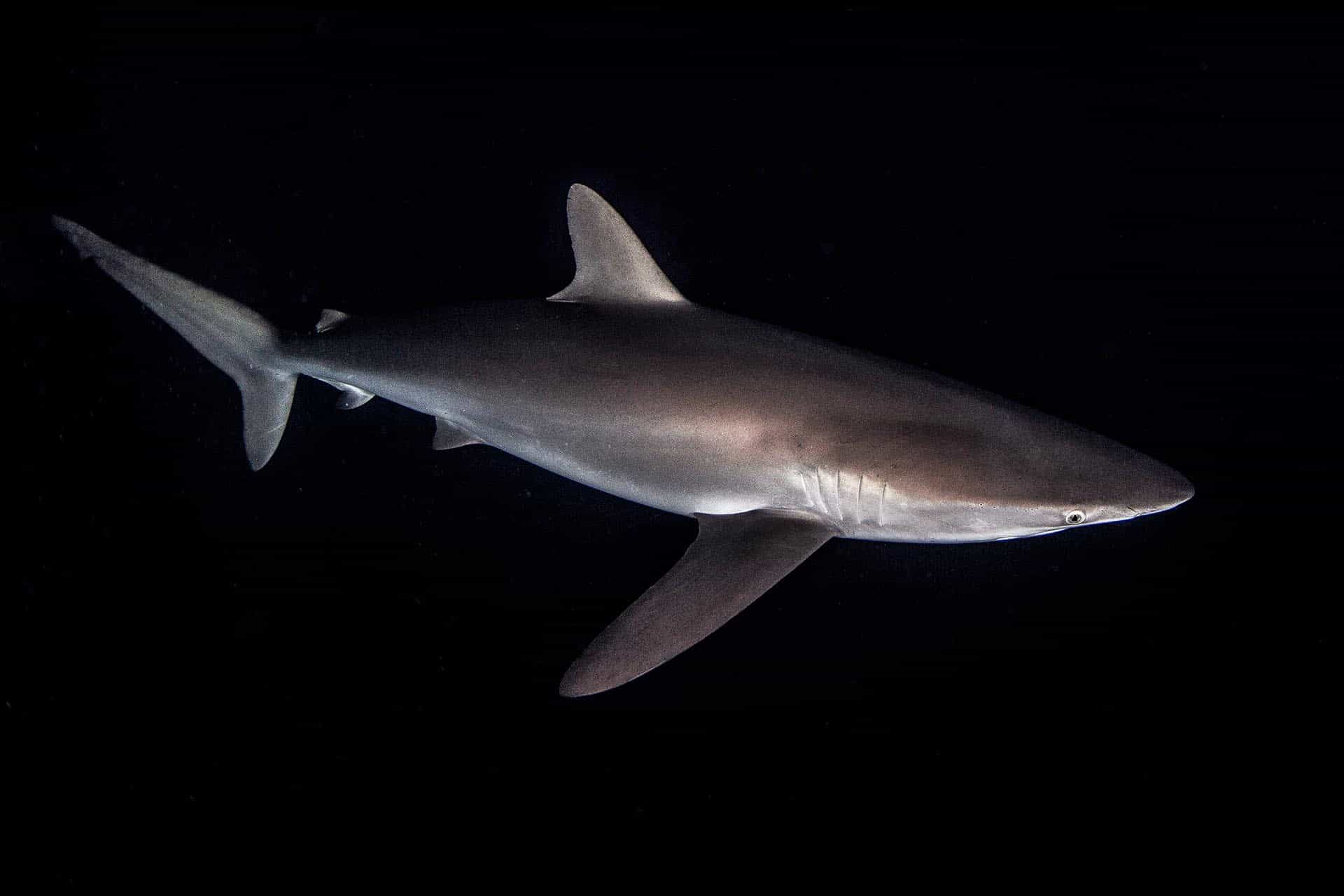 Silky shark