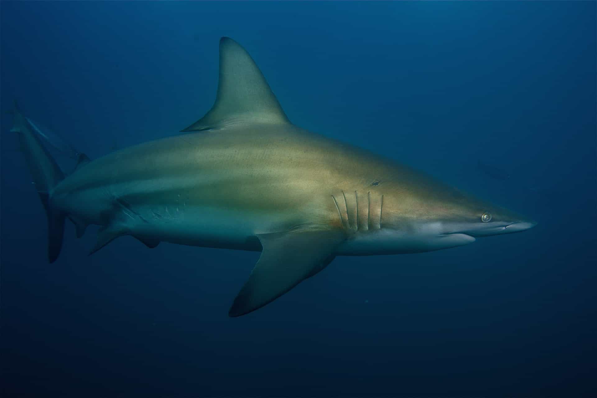 Blacktip shark